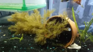 dying aquarium plants due to lack of nutrients