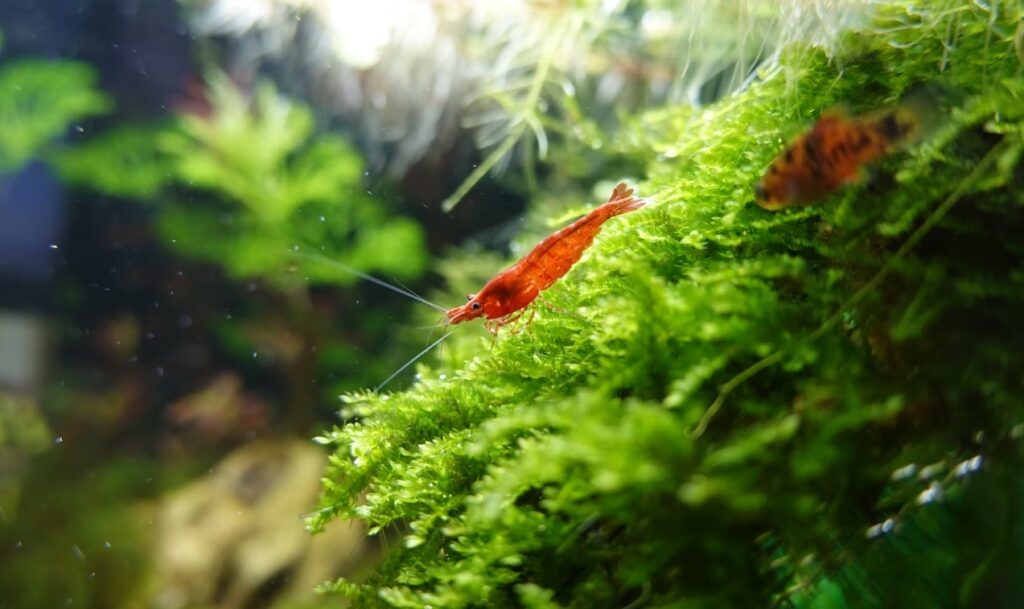 cherry shrimp on java moss