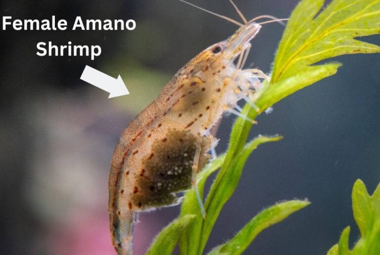 Amano Shrimp vs Ghost Shrimp: Which is Better? - The Aquarium Keeper