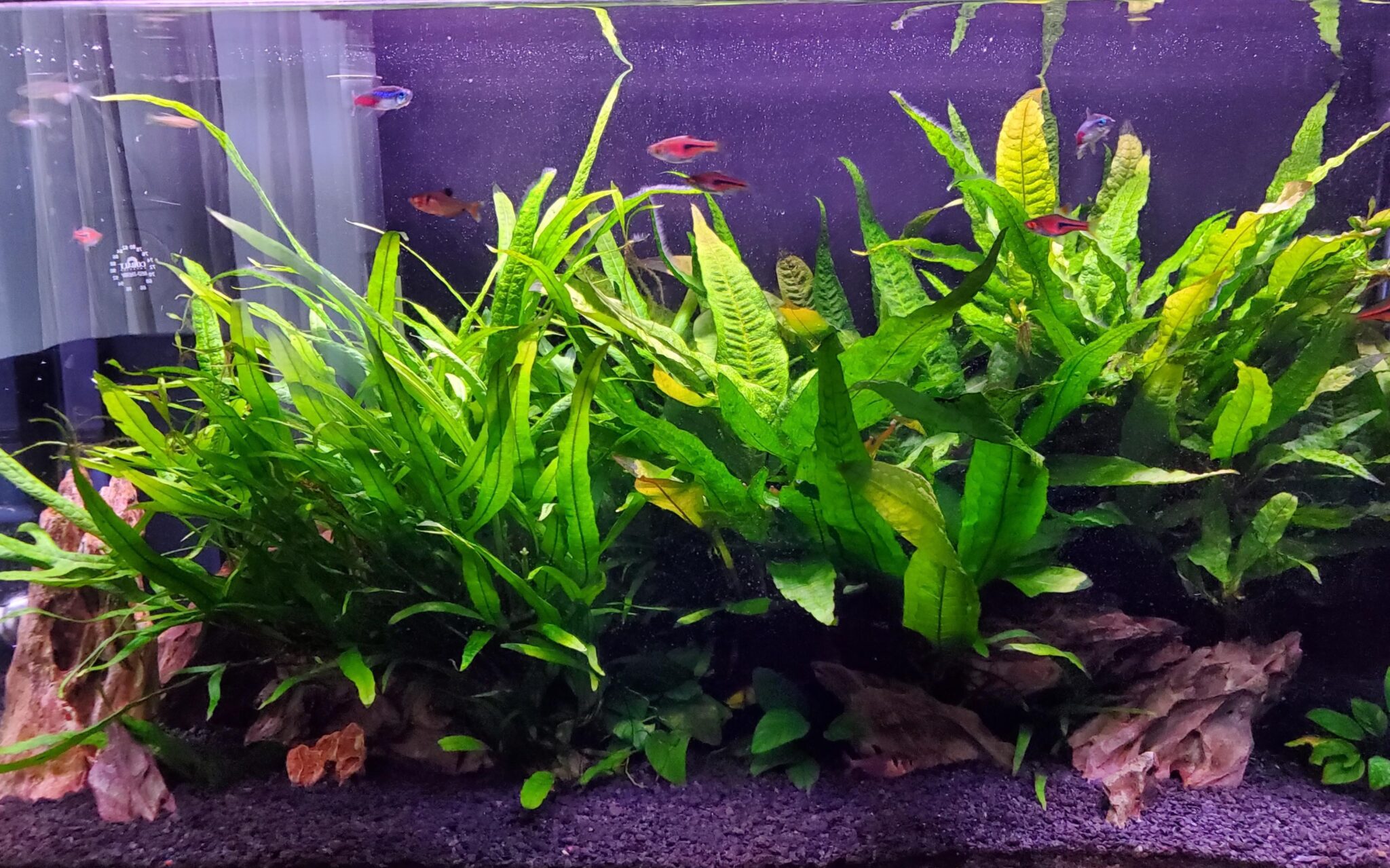 15 Column Feeding Aquarium Plants For Beginners - The Aquarium Keeper