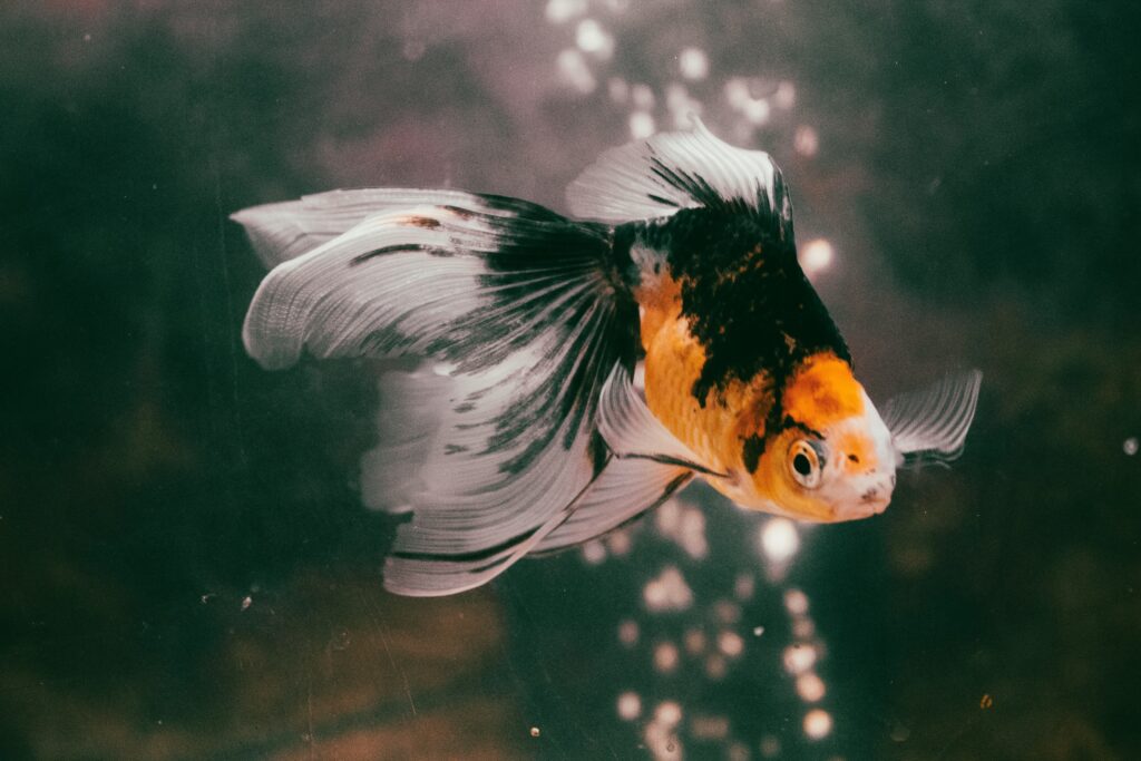 Fancy Goldfish 1024x683 