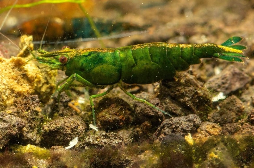 close up of green female neocaridina jade shrimp in aquarium