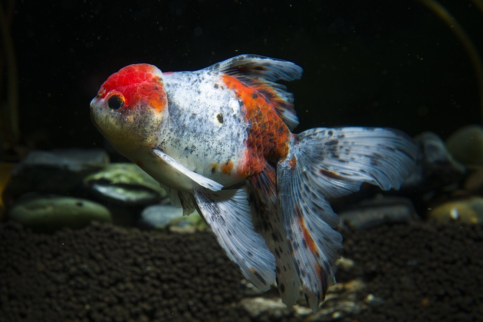 close up of oranda goldfish in aquarium