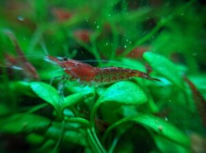 20 Common and Rare Neocaridina Shrimp Colors - The Aquarium Keeper