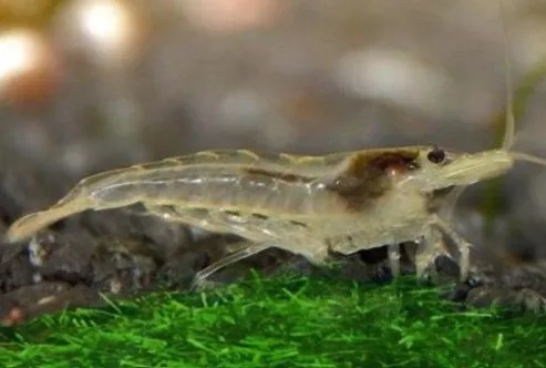 wild neocaridina shrimp walking on moss