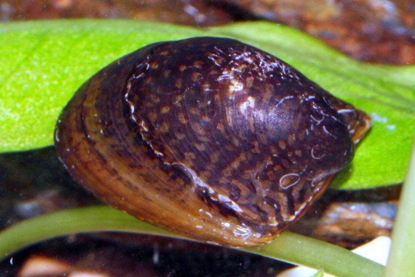 close up of batman nerite snail in aquarium