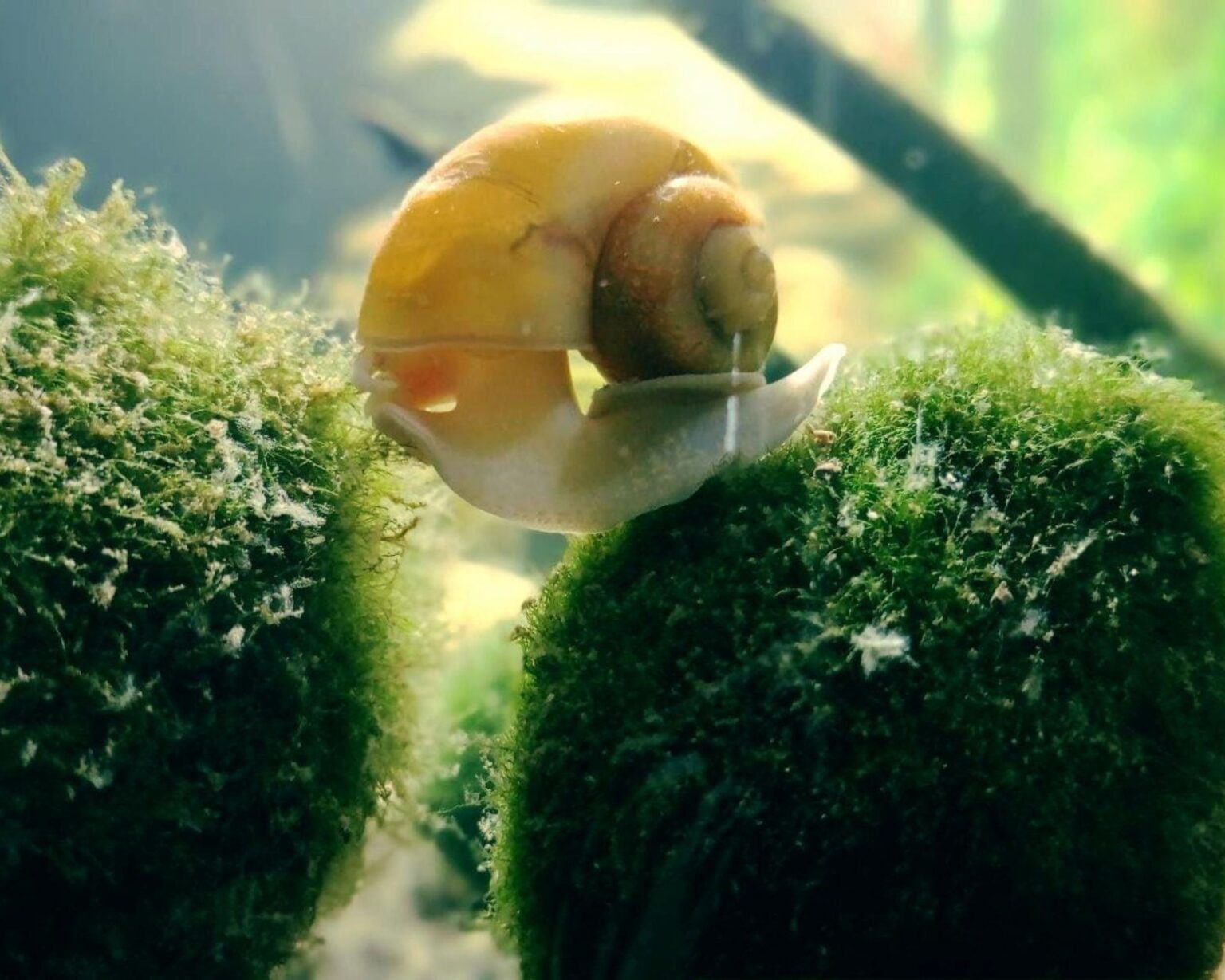 16 Types of Aquarium Snails You Should Have - The Aquarium Keeper