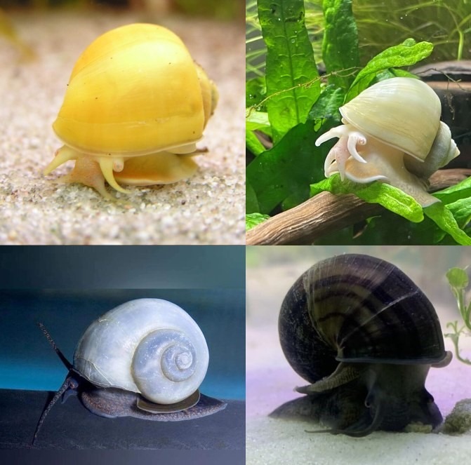 8 Amazing Mystery Snail Colors (With Pictures!) The Aquarium Keeper
