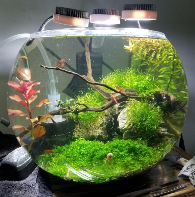 5 Shrimp Tank Setups You Need To Try - The Aquarium Keeper