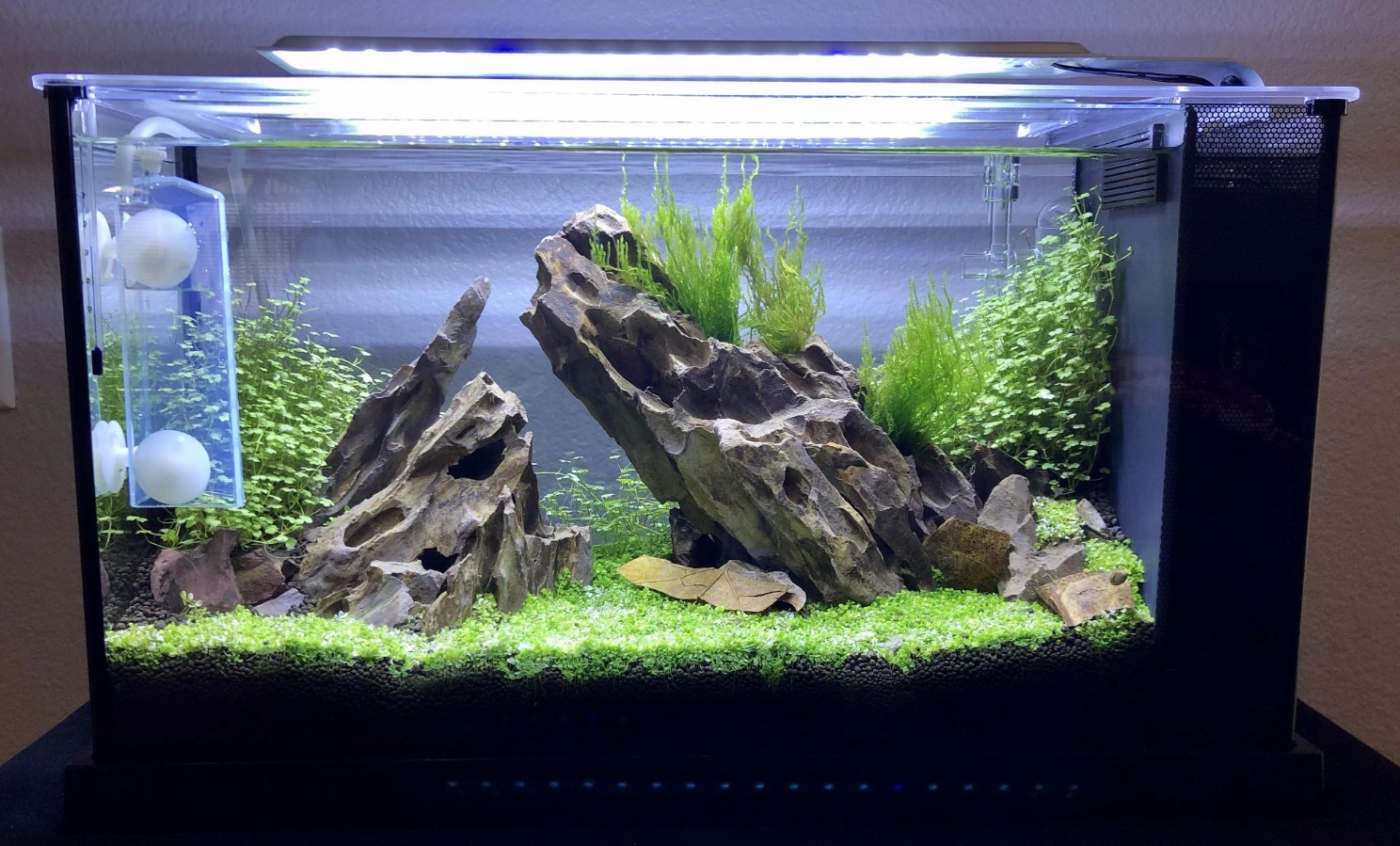 5 Shrimp Tank Setups You Need To Try - The Aquarium Keeper