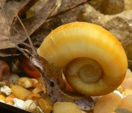 close up of golden ramshorn snail on aquarium substrate