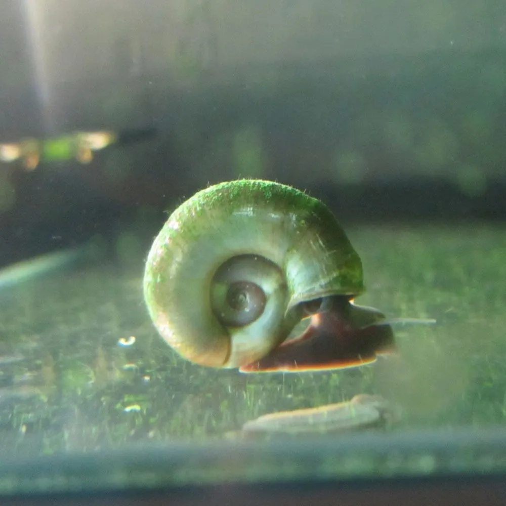 picture of jade ramshorn snail on aquarium glass