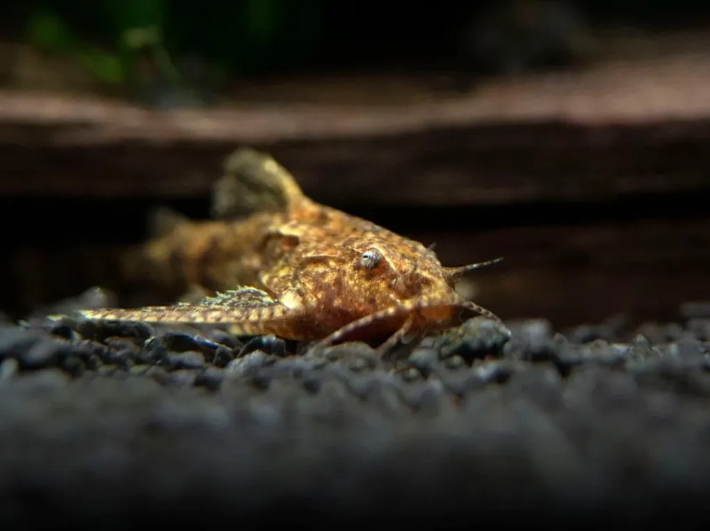 asian stone fish laying at the bottom of aquarium on substrate