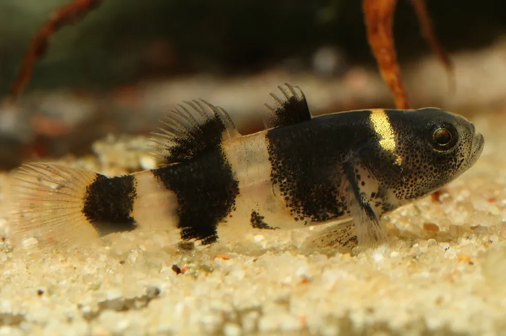 bumblebee goby laying on aquarium sand