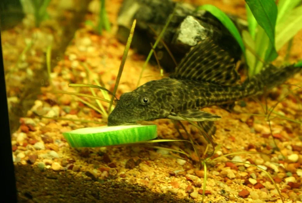 common pleco eating a cucumber in aquarium