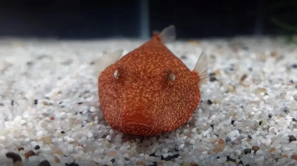 congo pufferfish laying on aquarium sand