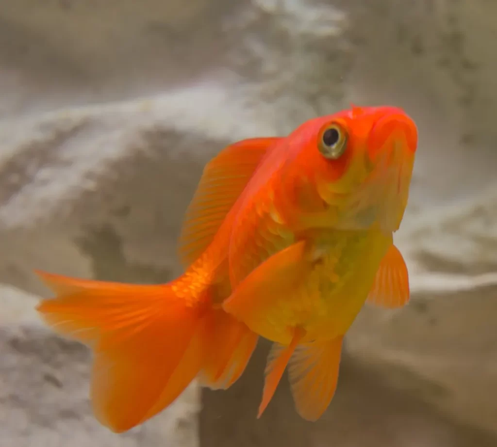 goldfish swimming in aquarium