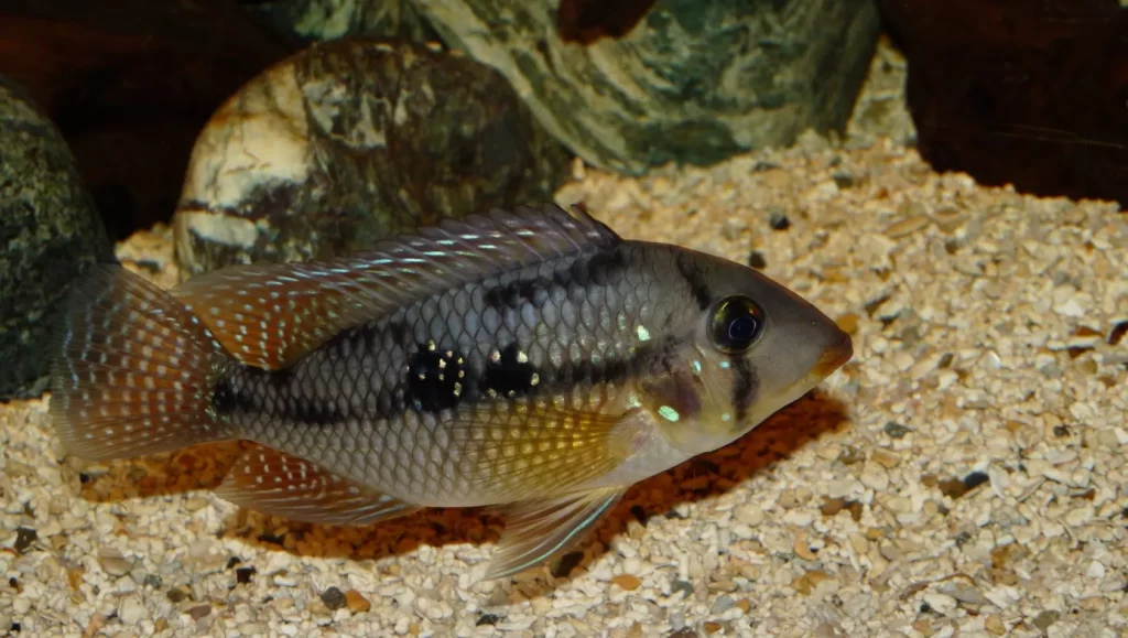 picture of geophagus swimming in aquarium