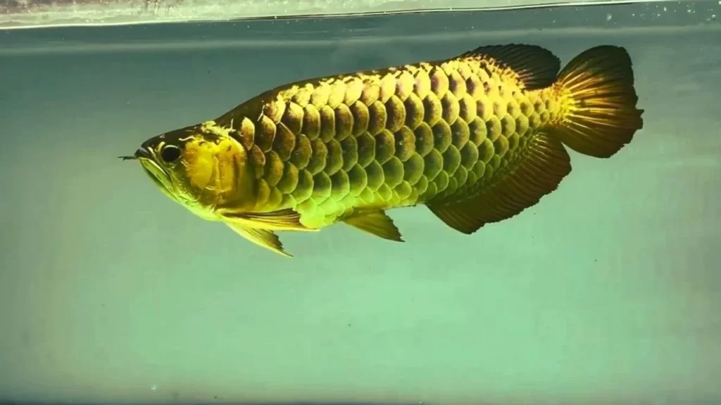 asian golden crossback arowana at the top of aquarium swimming