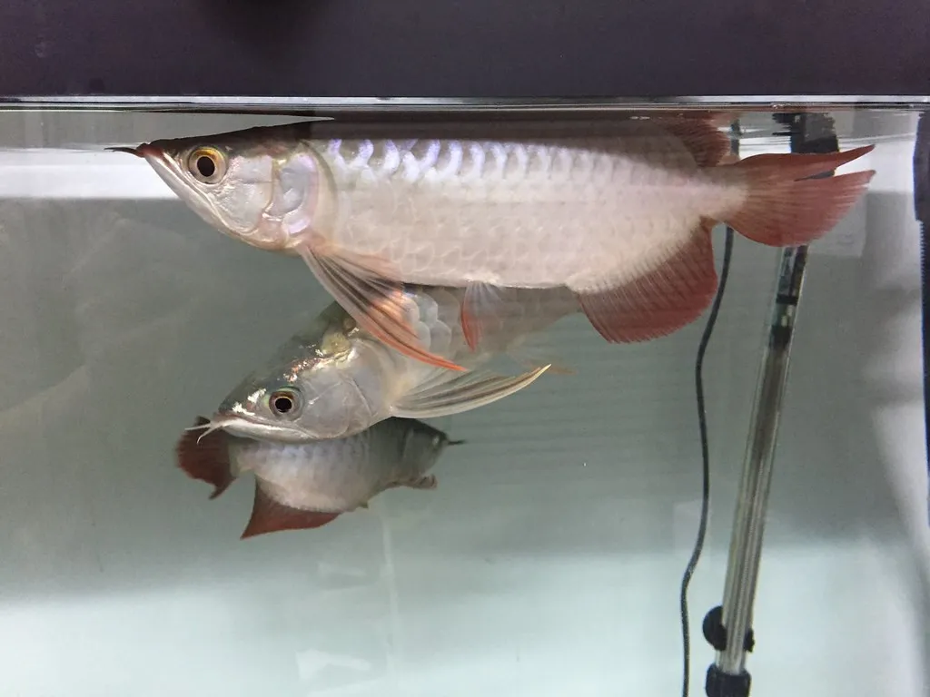 image of two asian silver arowanas swimming