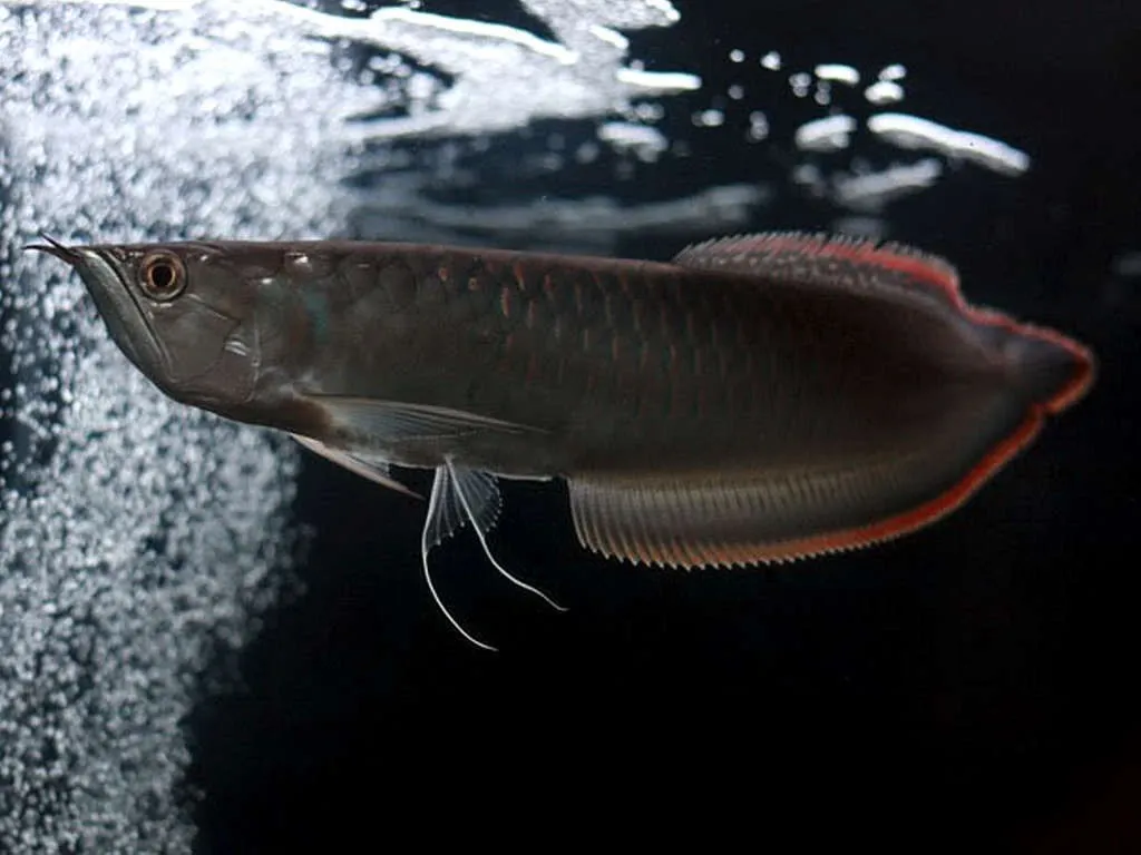 image of south american black arowana swimming in aquarium